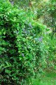 Liane saint jean. PETREA volubilis. Caraïbes. Verbenaceae
